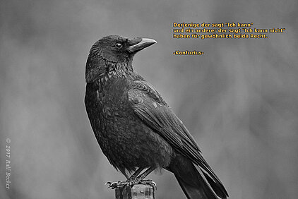 Eine Schwarze Krähe