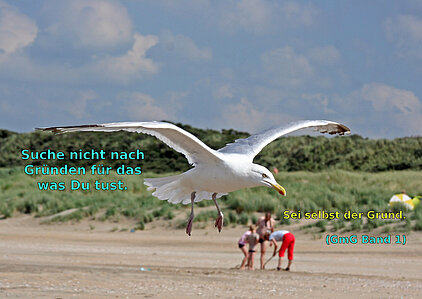 Eine Möwe am Meeresstrand